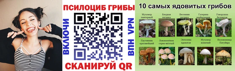 Купить где  Шуя  Псилоцибиновые грибы Magic Shrooms 